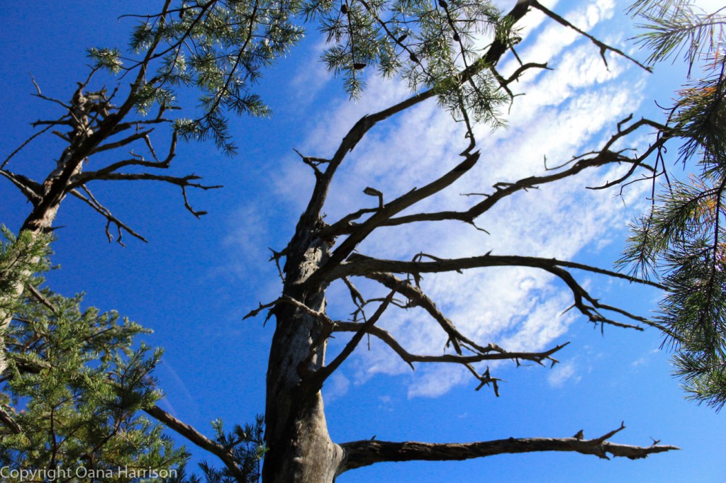 Sit down, talk to me. Join the conversation. The Smokies; blue sky and ghostly tree.