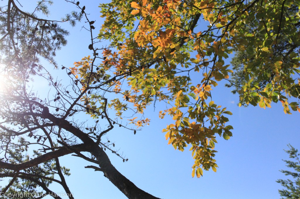 Blue sky and sunshine through trees. Gary C. Clark blog.